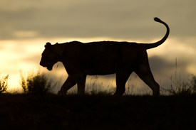 lion